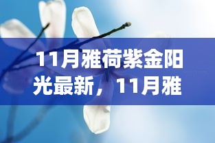 11月雅荷紫金阳光下的励志蜕变，自信、成就与正能量并行不悖的旅程