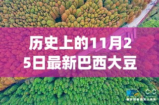 探寻自然秘境，巴西大豆与心灵之旅的交汇点——历史上的最新巴西大豆报道