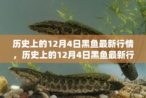 历史上的12月4日黑鱼行情深度解析，特性、体验、竞品对比与用户群体分析