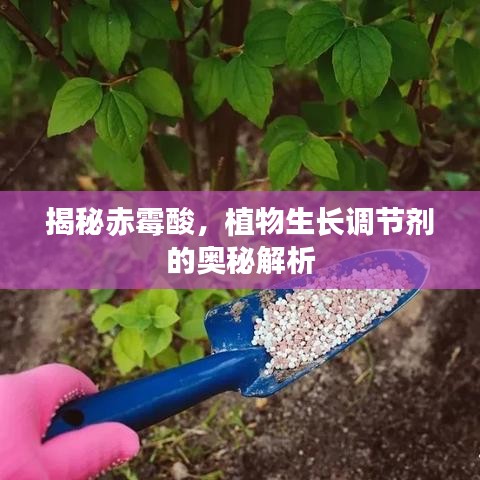 揭秘赤霉酸，植物生长调节剂的奥秘解析