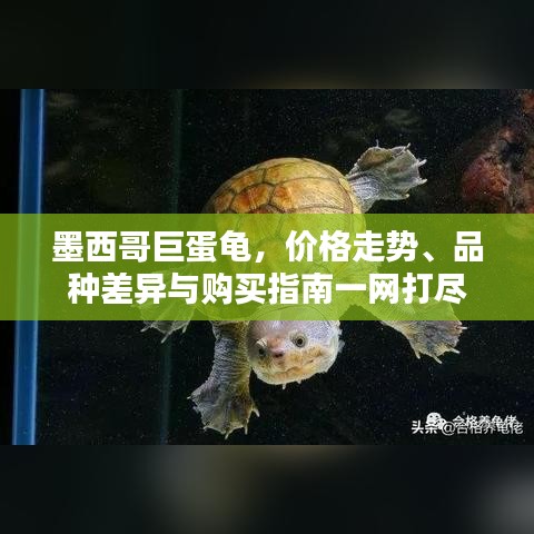 墨西哥巨蛋龟，价格走势、品种差异与购买指南一网打尽