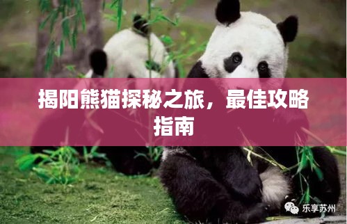 揭阳熊猫探秘之旅，最佳攻略指南