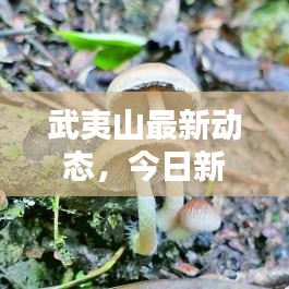 武夷山最新动态，今日新闻速递