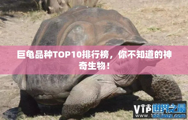 巨龟品种TOP10排行榜，你不知道的神奇生物！