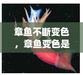 章鱼不断变色，章鱼变色是主动变异吗 